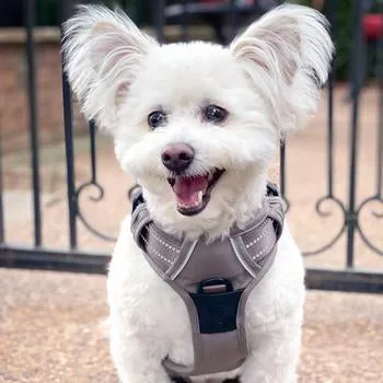 Venture Paw Pull Control Dog Harness - Dried Sage